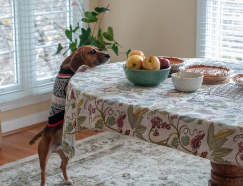 Thanksgiving Feast or Fiasco? What to Feed and What to Skip for Your Pets