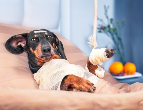 From Subtle to Serious: Pet Health Signs You Should Always Pay Attention To