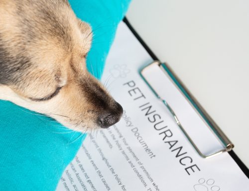 Is Your Pet’s Health Protected? Discover the Lifesaving Benefits of Pet Insurance