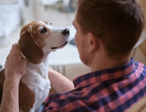 The Benefits of Pet Ownership: Urgent Care Insights for Pet Owners