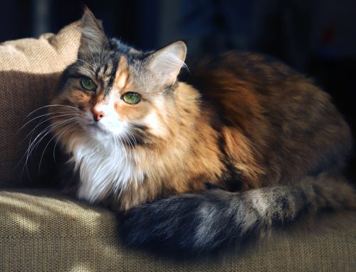 Caring for Your Senior Cat: Key Health Insights from Animal Urgent Care