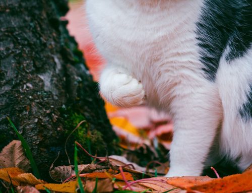 When Limping Means Trouble: How to Know If It’s Urgent