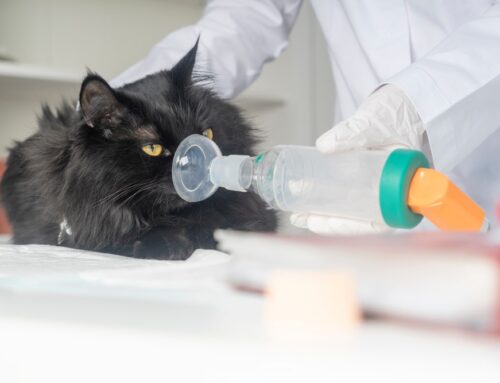 Recognizing Upper Respiratory Infections in Cats